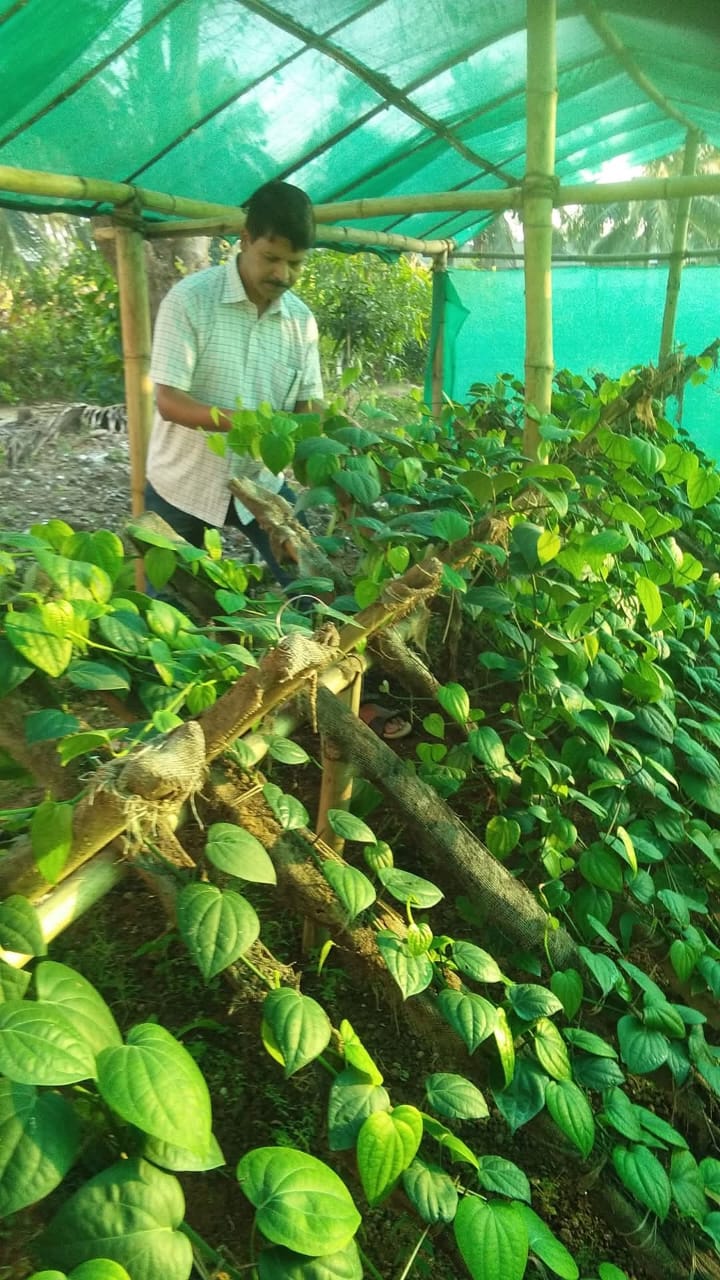 Rapid multiplication block of Black pepper